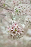Elegant, Delicate, and Dainty Photograph by Amy Dundon