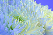 Elegant White Chrysanthemums 8 Photograph by Lindsay Thomson