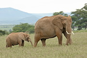 Elephant and Calf At Amboseli Photograph by Steve Wolfe Elephant and Calf At Amboseli Photograph by Steve Wolfe