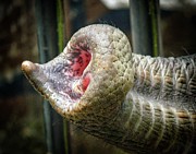 Elephant Trunk Photograph by Robert Bociaga