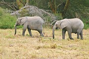 Elephants walking Photograph by John Walsh Elephants walking Photograph by John Walsh