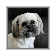 Eli Portrait Framed Photograph by Kathy K McClellan