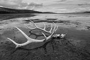 Elk Antlers, Yellowstone Lake, Yellowstone National Park Photograph by The Yellowstone Collection