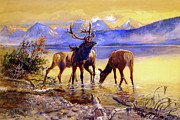 Elk in Lake McDonald 1906 Painting by Charles Marion Russell