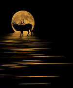 Elk In The Moonlight Photograph by Shane Bechler