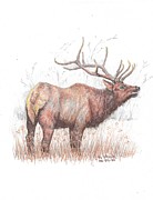 Elk Drawing by Kenneth Stock
