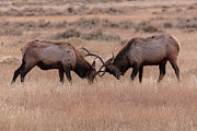 Elk Sparring, Yellowstone National Park Photograph by The Yellowstone Collection