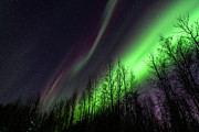 Elusive Photograph by Chad Dutson