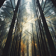 Embrace of the Pines - Pine Trees Art Painting by Lourry Legarde