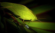 Emerald Serenade of the Katydid Photograph by Mark Andrew Thomas Emerald Serenade of the Katydid Photograph by Mark Andrew Thomas