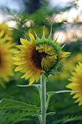 Emergence Photograph by Jennifer Robin