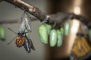 Emerging Butterfly Photograph by Amfmgirl Photography