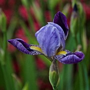 Emerging Iris Photograph by Richard Cummings