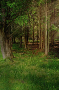 Enchanted Forest Series #1 of 3 Photograph by Gwen Gibson