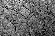 Enchanted Freeze - Close-Up Black and White Photo of Icy Tree Photograph by Brigitte Blanchette Thompson Enchanted Freeze - Close-Up Black and White Photo of Icy Tree Photograph by Brigitte Blanchette Thompson