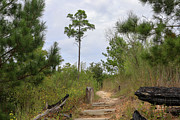 Trail Through the Lost Pines of Bastrop Photograph by Brigitte Blanchette Thompson Trail Through the Lost Pines of Bastrop Photograph by Brigitte Blanchette Thompson