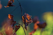 End of Autumn Photograph by Amelia Pearn