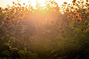 End of Summer Vibe Photograph by Ana V Ramirez End of Summer Vibe Photograph by Ana V Ramirez
