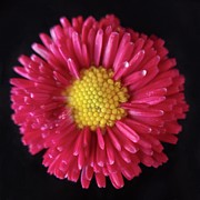 English Daisy Photograph by Joy Garso