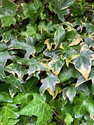 English Ivy Photograph by Anorel