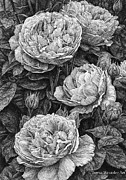 English Roses Drawing by Teresa Wentzler