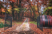 Entrance to the autumn forest  by Dejan Travica