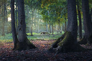 Entrance to the mystic forest between the big oak trees Photograph by Dejan Travica Entrance to the mystic forest between the big oak trees Photograph by Dejan Travica