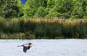 Ephemeral Summer Flight Photograph by Laura Putman