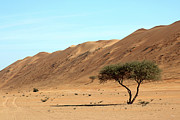 Oman 220 Photograph by Eric Pengelly