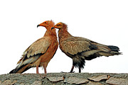 Birds 225 Photograph by Eric Pengelly