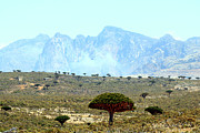 Yemen 226 Photograph by Eric Pengelly