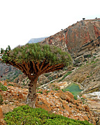 Yemen 518 Photograph by Eric Pengelly