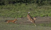 Escaping Dhole Attack Photograph by Puttaswamy Ravishankar Escaping Dhole Attack Photograph by Puttaswamy Ravishankar