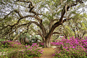 Estherville Plantation, Georgetown, South Carolina Photograph by Dawna Moore Photography