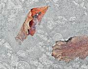 Etched in Ice Photograph by Sarah Lilja Etched in Ice Photograph by Sarah Lilja