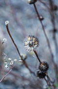 Ethereal Blue Photograph by Cate Franklyn