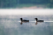 Ethereal Embrance Loons in the Mist Photograph by James Overesch