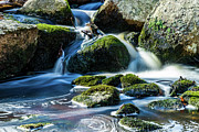 Ethereal Moss Photograph by Rich Kovach
