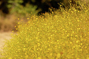 Golden Wildflowers in Bloom - Inks Lake State Park Photograph by Brigitte Blanchette Thompson