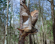 Eurasian Eagle Owl in flight Photograph by Flees Photos Eurasian Eagle Owl in flight Photograph by Flees Photos