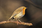 European robin, Erithacus rubecula, or robin redbreast, perched on a branch Photograph by Elenarts - Elena Duvernay photo