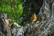 European Robin Perched on Tree Trunk O Seixo Galicia Photograph by Sapiens Verbum European Robin Perched on Tree Trunk O Seixo Galicia Photograph by Sapiens Verbum