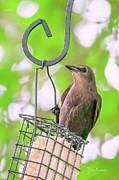 European Starling #2519 Photograph by Dan Beauvais