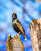 European Starling on a Tree Stump Photograph by Victoria Plut