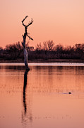 Evening at the Bosque Photograph by Mary Lee Dereske