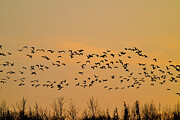 Evening Flight Photograph by Harry Banks