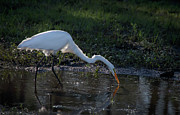 Evening Visitor Photograph by M Kathleen Warren