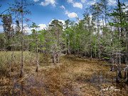 Everglades 1 Photograph by David McKinney