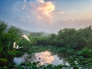 Everglades Morning Photograph by Louise Lindsay