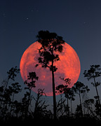 Everglades Planet Photograph by Mark Andrew Thomas
